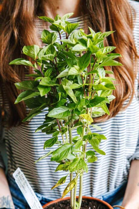 Basilic thaïlandais