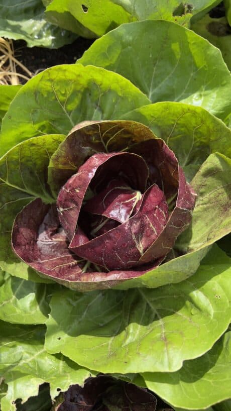 Radicchio