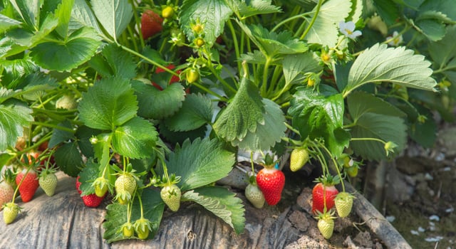 Découvrez l'innovation dans la culture des fraises grâce à un leader de l'électroménager