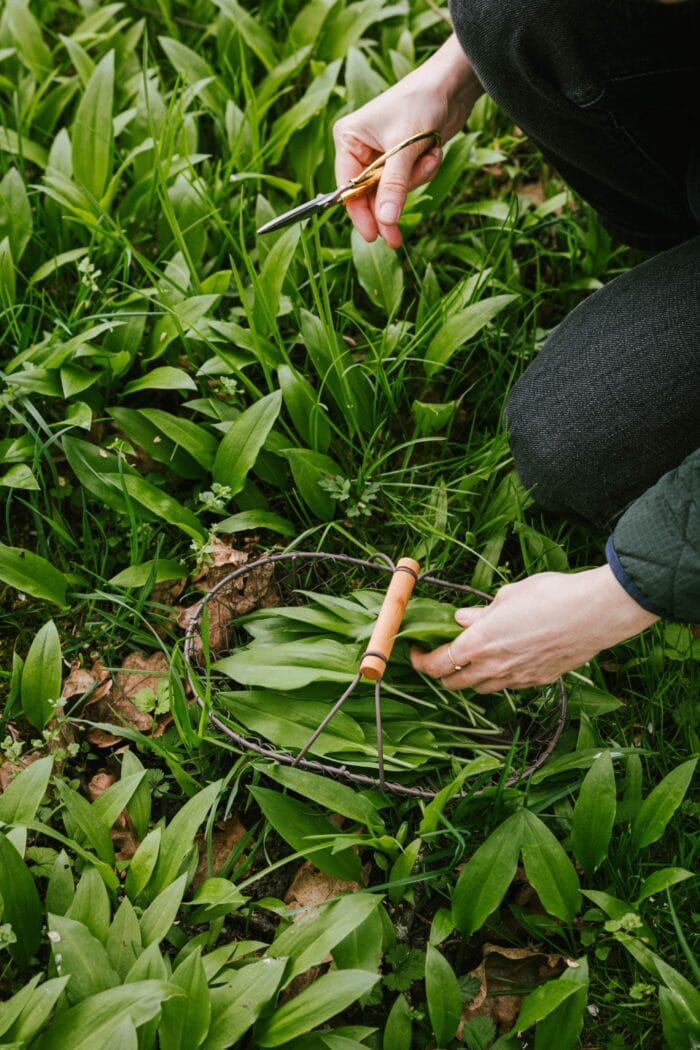 Récoltez correctement l’ail des ours